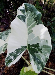 Colocasia Varigata Putih SenVar