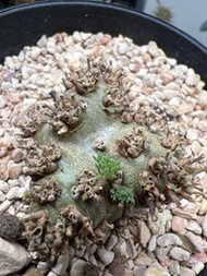 塊根植物 多肉植物 白皮月界 4cm 有根健康 出葉中