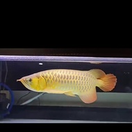 Unik ikan arwana golden red 50cm Limited