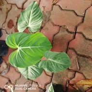 Philodendron gloriosum 4-5 leaf stable root