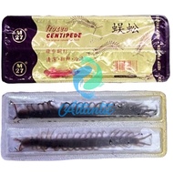 Frozen Centipede M27 Frozen Centipede 1 Plate contains 2 Food for Arowana, Predator and Birds