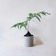 盆空間・金狗毛蕨 室內觀賞植物綠化盆栽植栽 水泥盆