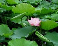 新北旅遊｜夏季賞蓮趣、豪華龍宮貝殼廟、喜來登自助晚餐、八里福朋喜來登二日遊｜高雄台南出發