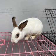 Kelinci Mini Rex Betina