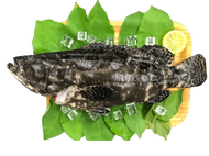【永安區漁會】鑚石斑(龍虎斑)3入組(700g/份)