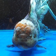 Mas Koki Oranda Shubunkin