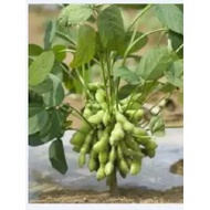 ORGANIC BLACK EDAMAME SEED