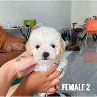 apricot poodle anjing/ poodle