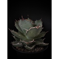 Agave Titanota Fo-076 plant(caudex)