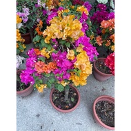 Bougainvillea Various Colour real live plant free organic fertiliser 0.5kg free organic premium soil 3kg