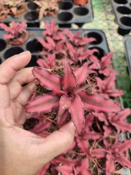 Cryptanthus Red Starlight with FREE white plastic pot, pebbles and garden soil (Live plant and Indoor plant)