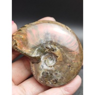 1028AB red iridescent ammonite fossil