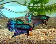 ปลากัดสวยพิเศษ ปลากัดเพศผู้1ตัว หางโพ หางพัด betta fish ปลากัดสวย ปลากัดหางยาวมาก