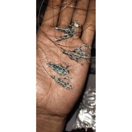 🇲🇾 Apollo hijau indonesia sabiki killer selar kembong dan selayang sagai cencaru, tamban delah sagai