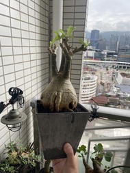 沙漠玫瑰 白色花開 連盆