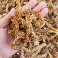 (100g-500g) Chilean Sphagnum moss 7A Premium 智利水苔