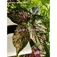 ⭐️Ready Stock⭐️ Caladium Hybrid Thai (RARE) | Keladi RARE