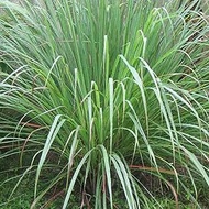 Citronella 100 seeds Citronella Cymbopogon flexuosus mosquito repellent