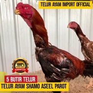 TELUR AYAM SHAMO F1 IMPORT ASLI ASEEL ORIGINAL BUKAN TELUR AYAM