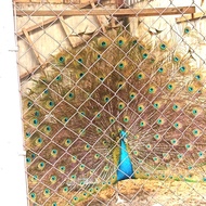 anakan (doc) merak biru India