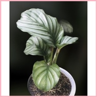 ⚾︎ § Calathea Orbifolia**