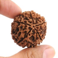 5 Face Nepal Rudraksha