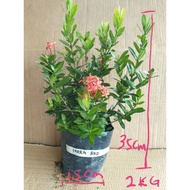 REAL LIFE PLANT / IXORA RED /PINK/ OUTDOOR PLANT / FLOWER / BUNGA IXORA