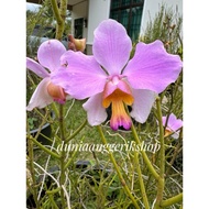 Orkid tulang (Papilionanthe Teres Var Andersonii) keratan tanpa bunga 1.5  kaki panjang