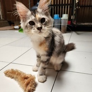 kucing mainecoon pure kitten / maine coon line ped cfa jantan