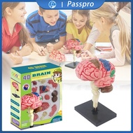 Brain Anatomy Human Body Anatomy Model Human Body Anatomy Toy Education Toys Anatomy Props