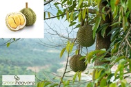 GHZ - Durian Black Thorn Ochee Fruit Tree Anak Pokok Buah Duri Hitam 黑刺榴莲