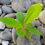 African Talisay seedling(1 pc.)