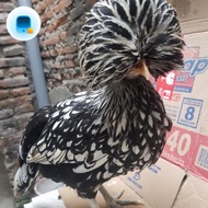 Sepasang Ayam Poland