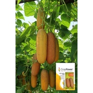 Benih Timun Tua Crop Power Gold Bar OC575 REPACK