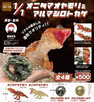 State of the Art 棘皮瘤尾守宮＆犰狳蜥扭蛋