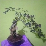 bonsai serut merah