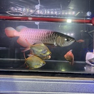 golden red arwana