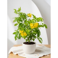 Tecoma stans Live Plant | Yellow Bells | Yellow Trumpet | Tecoma stans | Bunga Trumpet Kuning | 黄钟花