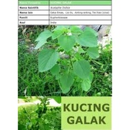 Pokok Kucing Galak..