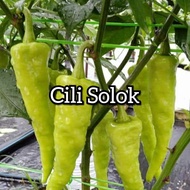 BIJI BENIH LADA / CILI SOLOK (Super Rare) 50 biji benih