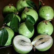 bibit tanaman buah kenitu hijau/sawo apel super