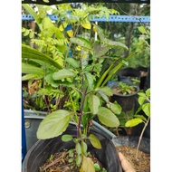 Holy Basil/Thulasi Plant (medium)