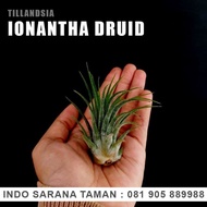 TILLANDSIA IONANTHA DRUID Air Plant Tanaman Udara Tanaman Hias Koleksi