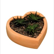 cactus / succulents pot