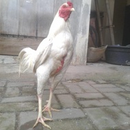 Sale - Ayam Jago Kampung Putih/Usia 6 Bulan Tbk