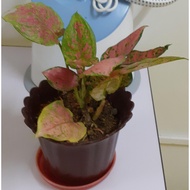 Real Plant - Begonia Leaf