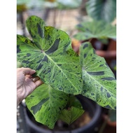 Caladium (Pokok Keladi)