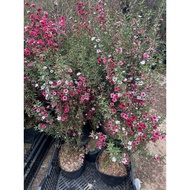 Pot of apricot tree (apricot cedar tree)