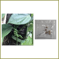 ◳ ❐ ℗ peppercorn plant seeds paminta piper nigrum
