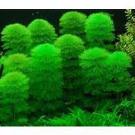 Green Arhat Seaweed, Extremely Beautiful Aquatic Red Arhat Seaweed Without Co2